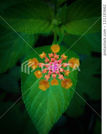 Colorful Lantana Flower Cluster with Fresh Green Leaf 131183662