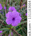 Purple Ruellia Wildflower Close Up in Morning Light 131183664