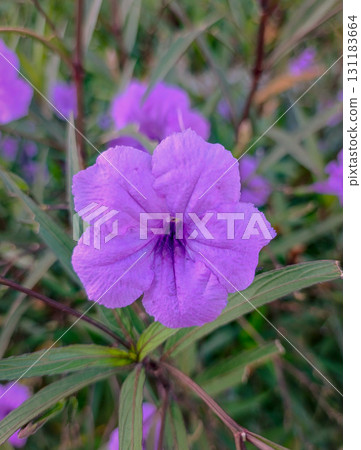 Purple Ruellia Wildflower Close Up in Morning Light 131183664