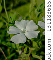 White Wildflower Macro in Natural Green Background 131183665