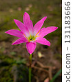 Pink Rain Lily Blooming in Garden Close Up 131183666