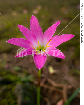 Pink Rain Lily Blooming in Garden Close Up 131183666