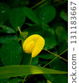 Bright Yellow Peanut Flower with Dark Green Leavesingin  131183667