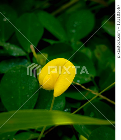 Bright Yellow Peanut Flower with Dark Green Leavesingin Bright Yellow Peanut Flower with Dark Green Leavesingin 131183667