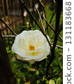 White Rose Blossom with Soft Natural Light 131183668