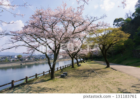 Hitoyoshi Castle Ruins in Spring with Cherry Blossoms in Kumamoto Prefecture 131183761