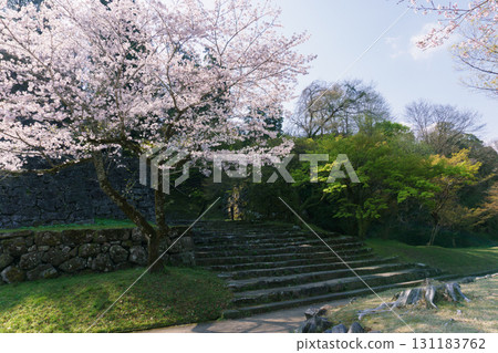 Hitoyoshi Castle Ruins in Spring with Cherry Blossoms in Kumamoto Prefecture 131183762