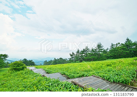 日光市霧降高原木菅平庭園的木板路與樓梯(夏季、7月) 日光市霧降高原木菅平庭園的木板路與樓梯(夏季、7月) 131183790
