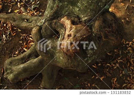 Tree bumps Tree bumps 131183832