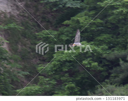 A falcon brings food / A parent falcon brings food it has caught back to its nest during the spring breeding season 131183971