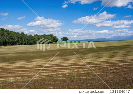 收穫後的秋季美瑛田園風光(北海道美瑛町) 收穫後的秋季美瑛田園風光(北海道美瑛町) 131184047