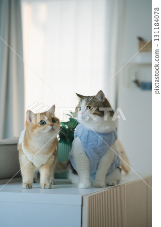 pet care concept with cat wear cloth and play with owner in living room 131184078
