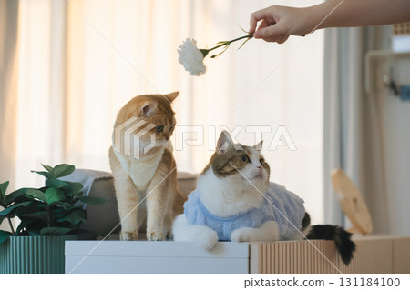 pet care concept with cat wear cloth and play with owner in living room pet care concept with cat wear cloth and play with owner in living room 131184100