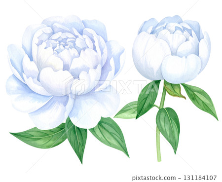 Beautiful peony flower (white) 131184107