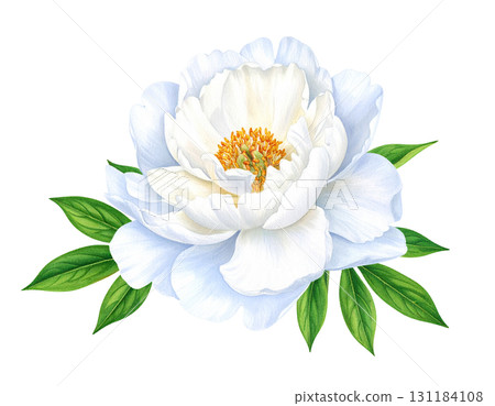 Beautiful peony flower (white) 131184108