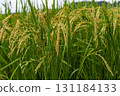 Rice fields and golden rice before harvesting 131184133