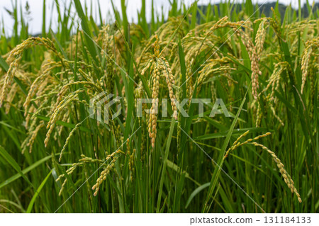Rice fields and golden rice before harvesting 131184133