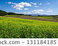 Autumn arrives on the hills of Biei, where mustard flowers bloom (Biei Town, Hokkaido) 131184185