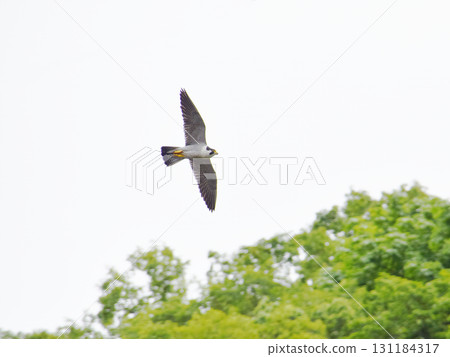 Falcon A male peregrine falcon takes off from the nest to chase off predators that have invaded its breeding territory (photographed with ultra-telephoto zoom) 131184317
