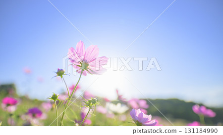 盛開的波斯菊和藍天（特殊攝影造成的柔和色調） 131184990