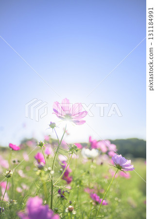 Cosmos in full bloom and blue sky (soft tone due to special photography) 131184991