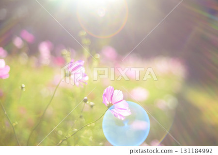 夕陽下的波斯菊，光線照射在其上（特殊攝影造成的柔和色調） 131184992