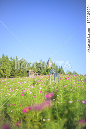 Cosmos in full bloom, door and blue sky (soft tones created by special effects) 131184994