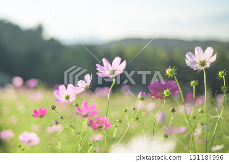 盛開的波斯菊(特殊攝影造成的柔和色調) 盛開的波斯菊(特殊攝影造成的柔和色調) 131184996