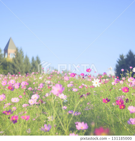 Cosmos in full bloom and blue sky (soft tone due to special photography) 131185000