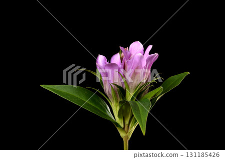 Gentian 131185426