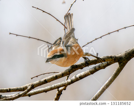 一隻伯勞或灌木鶯棲息在樹枝上 一隻伯勞或灌木鶯棲息在樹枝上 131185652