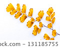 withered adiantum leaves 131185755