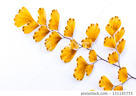 withered adiantum leaves withered adiantum leaves 131185755