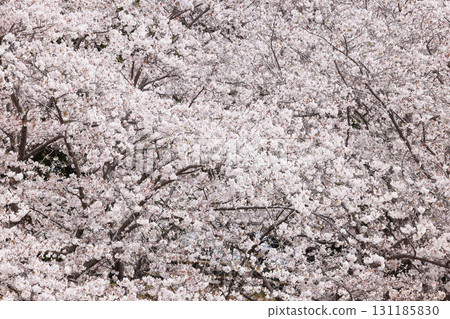 Cherry Blossoms_Full 131185830
