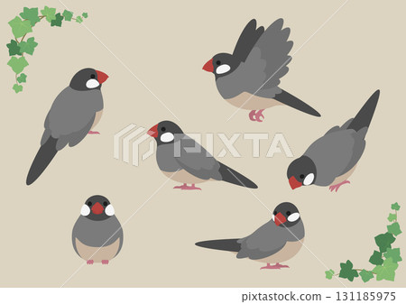 Cute Java sparrow vector illustration set 131185975
