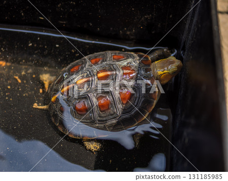 Close-up of a Yellow-spotted Box Turtle 131185985