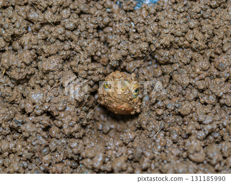 閉殼龜的特寫 131185990