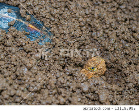 閉殼龜的特寫 131185992