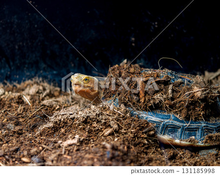 Close-up of a Yellow-spotted Box Turtle 131185998
