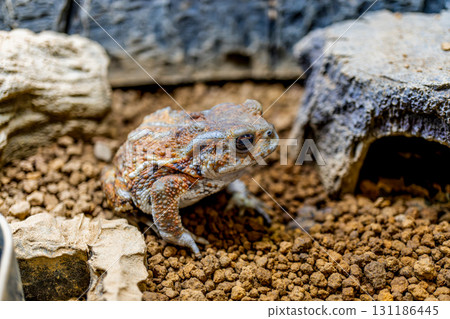 Close up of Miyako toad Close up of Miyako toad 131186445