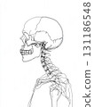 Detailed Anatomical Illustration of a Human Skull and Neck Bones Showcasing Side Profile View in a Scientific or Educational Context 131186548