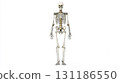 Human Skeleton Model Displaying Detailed Bone Structure in Standing Position for Educational Purposes in Anatomy Studies 131186550