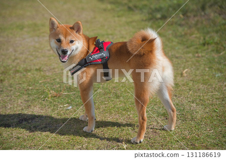 Looking Back Shiba Inu 131186619