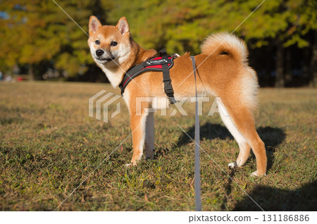 Shiba Inu Standing on the Grass 131186886