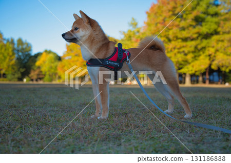 Shiba Inu with Autumn Trees 131186888