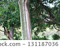 Trees cracked by lightning 131187036