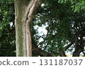 Trees cracked by lightning 131187037