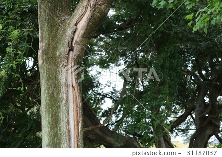Trees cracked by lightning 131187037