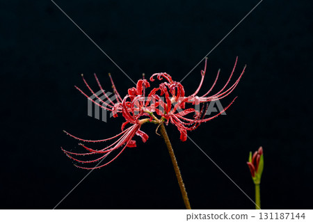 特寫鏡頭：覆蓋著水滴的紅蜘蛛百合和黑色背景 131187144