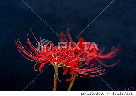 特寫鏡頭：覆蓋著水滴的紅蜘蛛百合和黑色背景 131187151